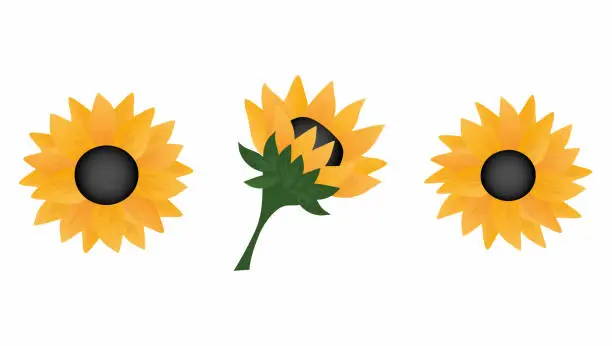 Vector illustration of Set of sunflowers. Element for design isolated on white background.