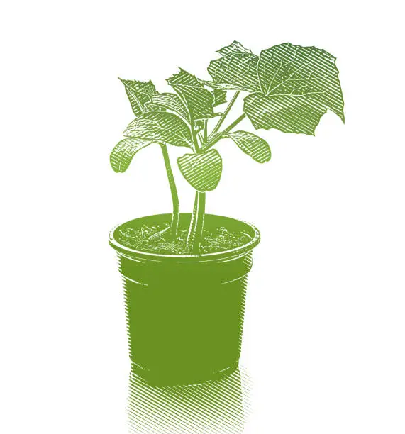 Vector illustration of Cucumber Plant Potted