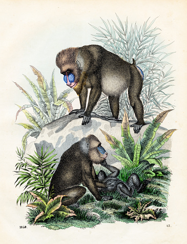 The Big Mandrill: rib-nose baboon - Very rare plate from 