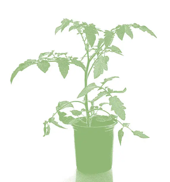 Vector illustration of Tomato plant potted