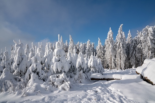 Fresh Winter Snow Covers Forest Along Cascade Creek At Lake Tahoe,Calif.