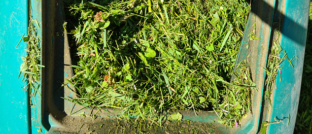 Open lawn mower container filled with grass clippings. Modern electric lawn mower on an unmowed lawn