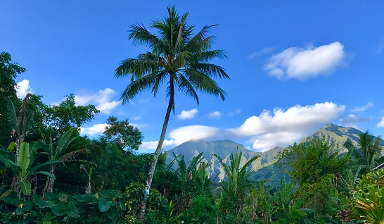 Kauai, Tropical, Jungle, Rain Forest, Blue Sky, Sunny, Coconut Trees, Mountains, Island Interior