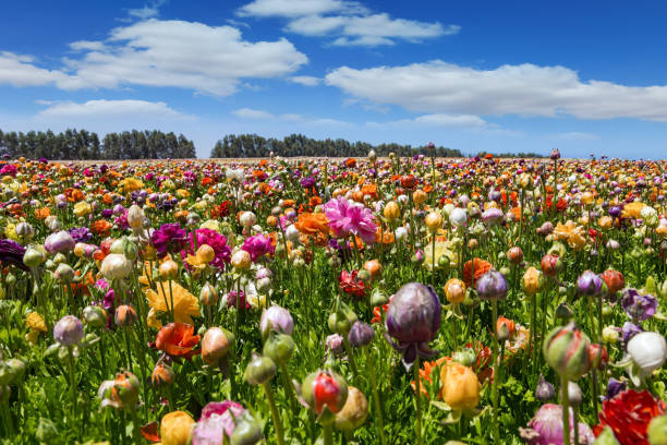 istock The kibbutz field 1501794248