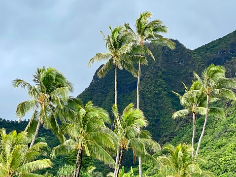 Kauai, Tropical, North Shore, Palm Trees, Jungle, Mountains