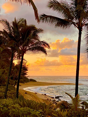 Tropical Beach Sunset, Coconut Trees, Gold, Sand, Sea