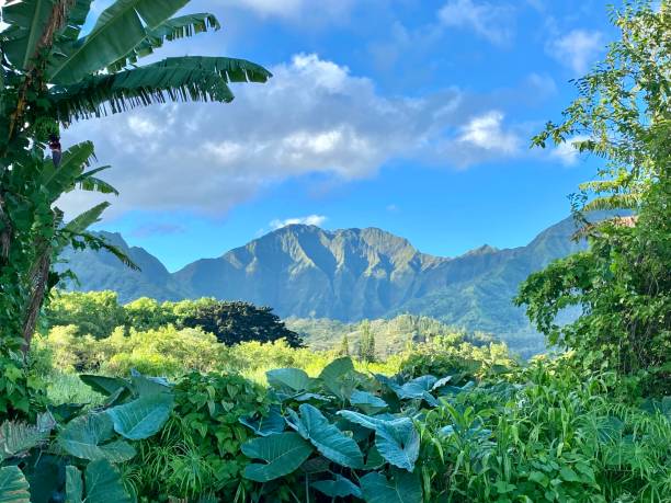 kauai, hawaii tropische dschungelinsel - hanalei stock-fotos und bilder