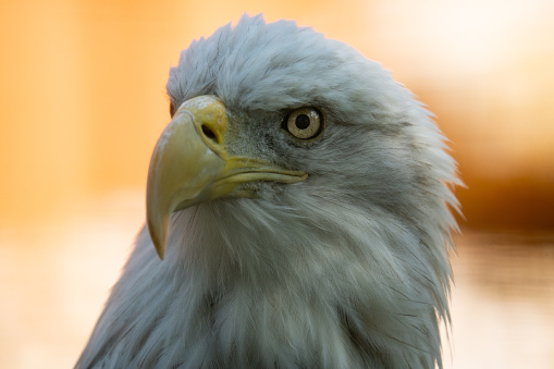 A close up profile of a bald eagle, isolated on a black background.