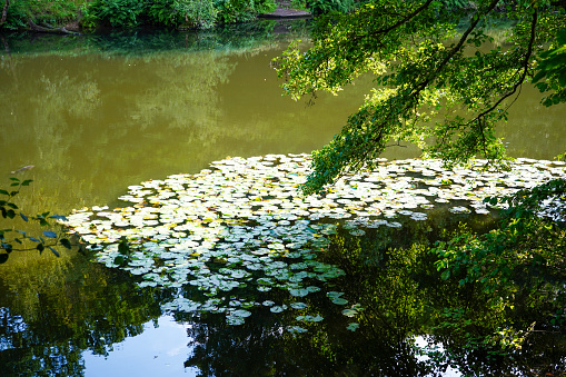 A cluster of water lilies with white flowers