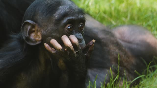 Close up of Bonobo