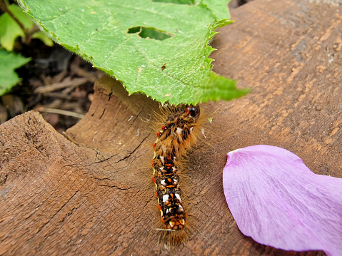 Close up of a hairy caterpillar