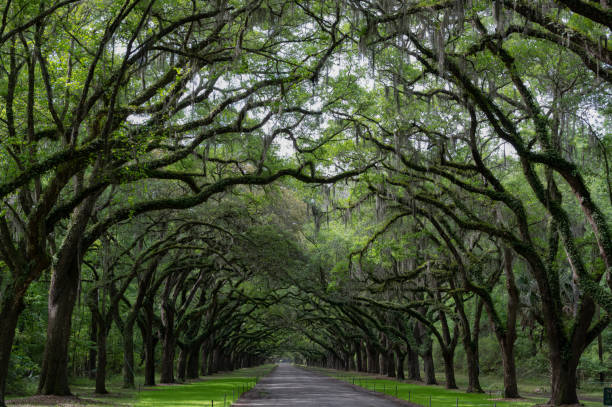 istock Avenue of Live Oaks with Spanish Moss 1501798820