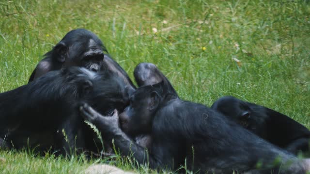 Close up of Bonobo