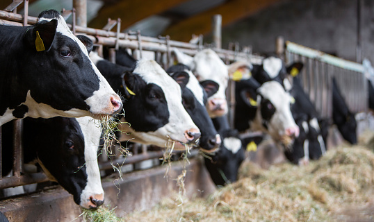 Vacas manchadas en blanco y negro se alimentan de heno dentro de una granja holandesa en Holanda photo