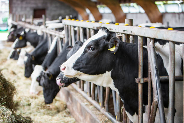 istock black and white spotted cows feed on hay inside dutch farm in holland 1501815033