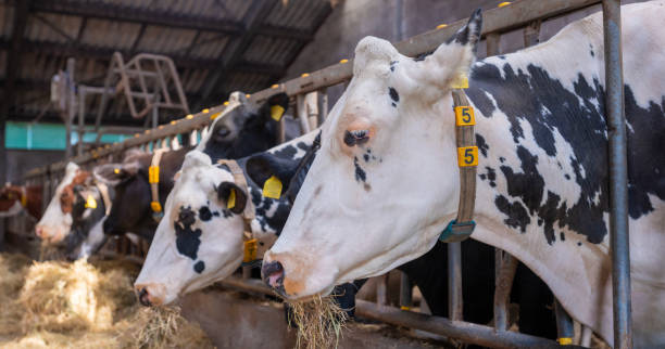 istock black and white spotted cows feed on hay inside dutch farm in holland 1501815045