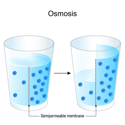 Osmosis. experiment with two glasses, semipermeable membrane, and salt water. The blue dots are particles driving the osmotic gradient. chemistry. Vector poster