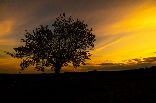 Scenic silhouette of tree on rural field during sunset