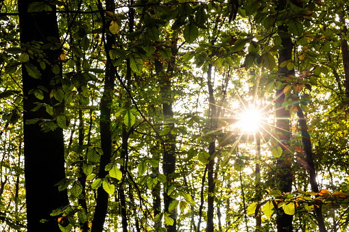 Sunrays shining through green leaves and trees in forest