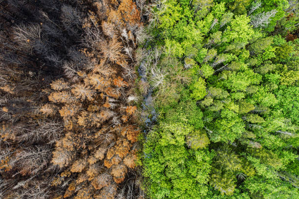 istock Aerial View of Wildfire Damage 1501831389