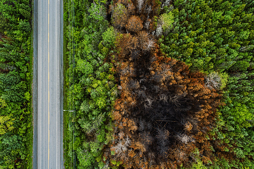 Aerial view of a road at the edge of wildfire damage.