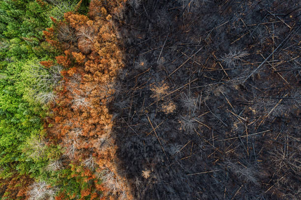 istock Aerial View of Wildfire Damage 1501831412