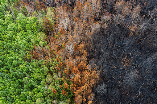 Aerial view of a charred landscape after a wildfire.