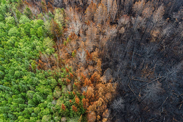 Aerial View of Wildfire Damage Aerial view of a charred landscape after a wildfire. environmental damage stock pictures, royalty-free photos & images