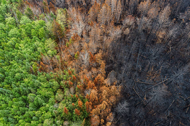 widok z lotu ptaka na szkody spowodowane pożarem - climate warming zdjęcia i obrazy z banku zdjęć