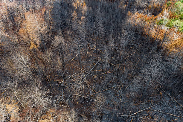 istock Aerial View of Wildfire Damage 1501831936