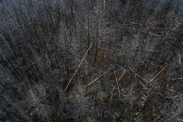 istock Aerial View of Wildfire Damage 1501831939