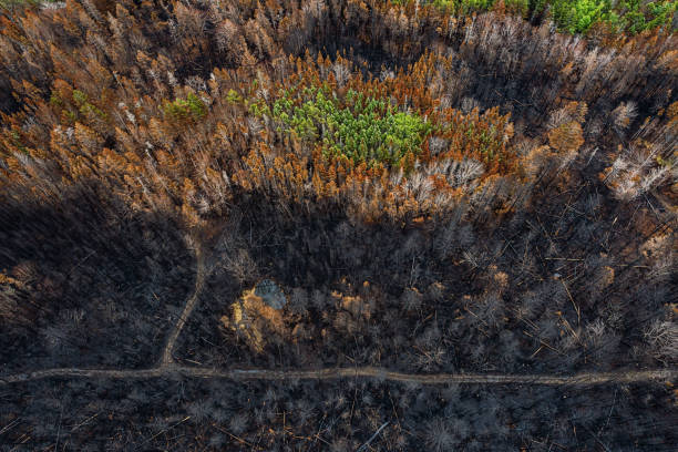 istock Aerial View of Wildfire Damage 1501831964