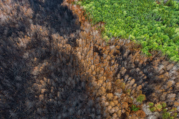 istock Aerial View of Wildfire Damage 1501832483