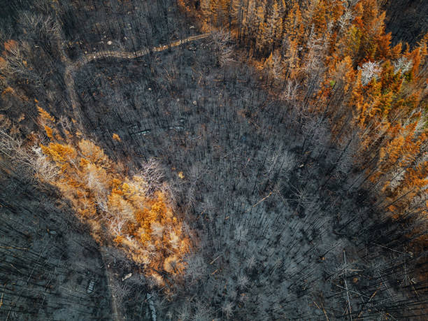istock Aerial View of Wildfire Damage 1501834818