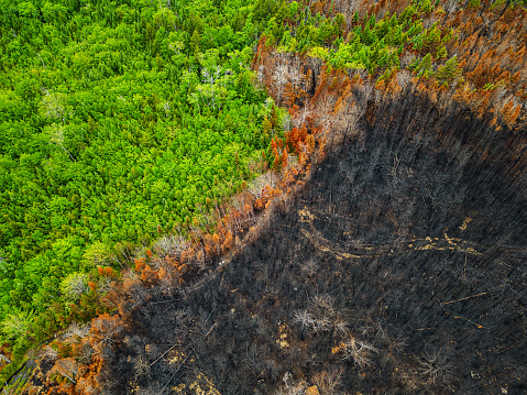 Aerial view of a charred landscape after a wildfire.