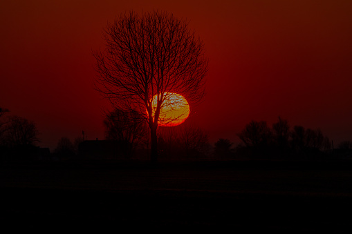 Scenic silhouette of bare trees on rural landscape during sunrise