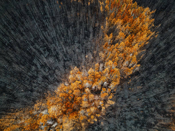 istock Aerial View of Wildfire Damage 1501838008
