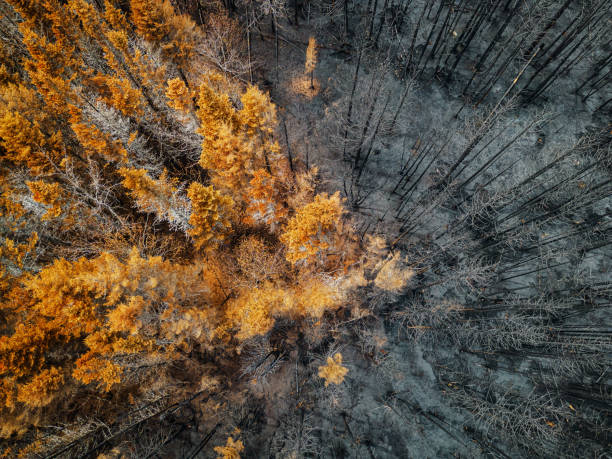 istock Aerial View of Wildfire Damage 1501838539