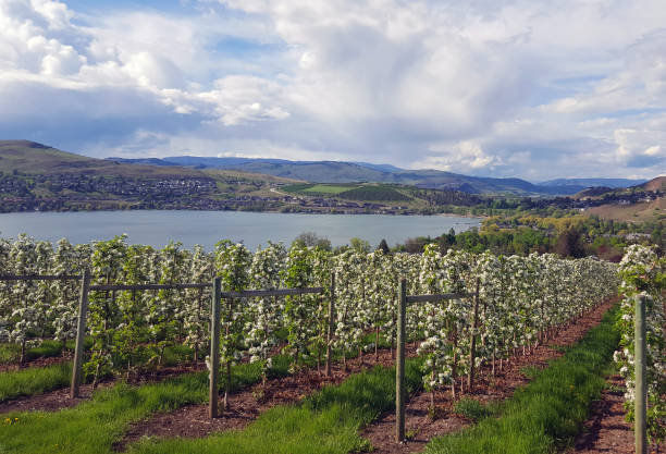 A picturesque sunset over Naramata Bench vineyards and Okanagan Lake, BC, Canada
