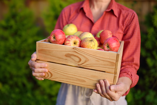 Female farmer holding wooden box with harvest of freshly picked organic apples. Healthy vegetarian food. Harvesting in orchard. Small local business. Fruits for sale.