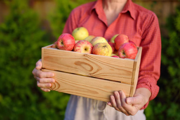 female farmer holding wooden box with harvest of freshly picked organic apples. healthy vegetarian food. harvesting in orchard. local business. fruits for sale. - women red fruit picking imagens e fotografias de stock