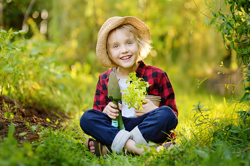 Little boy holding seedling of lettuce salad in pots and shovel on the domestic garden at summer sunny day. Family gardening activity with elementary school kids. Summertime holidays in the village