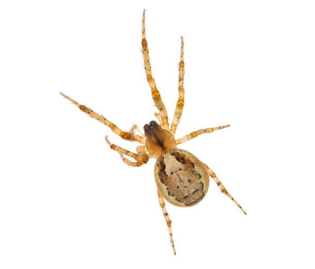 istock Missing sector orb weaver spider isolated on white background, Zygiella x-notata 1501842393
