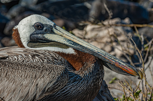 Flock of brown pelican (Pelecanus occidentalis) resting on coastal rocky shore.  The gullet on one bird is clearly visible.  And another bird has it's beak open.\n\nTalen in Santa Cruz, California, USA.