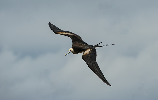 Great Frigatebird, Fregata minor,  Fregata minor ridgwayi ,Tower Island or Genovesa Island,  Galapagos Islands National Park, Ecuador. Flying. Suliformes. Female.