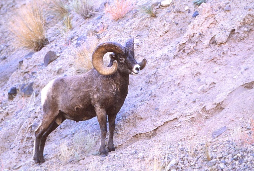 A bighorn ram stands on the side of a slate colored mountain which is mostly bare of vegetation.