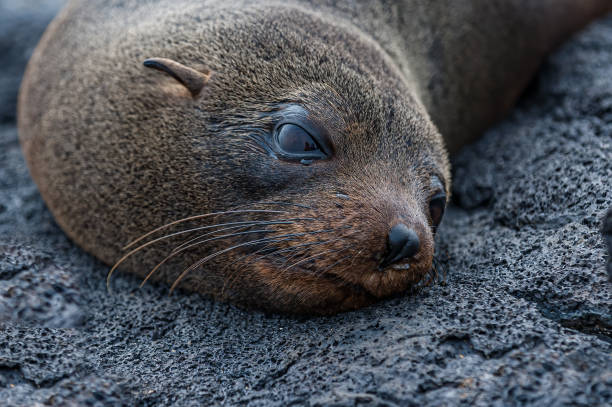 The Galapagos fur seal (Arctocephalus galapagoensis) is one of eight seals in the genus Arctocephalus and one of nine seals in the subfamily Arctocephalinae. It is the smallest of all of the eared seals. They are endemic to the Galápagos Islands in the eastern Pacific. Purto Egas, James Island, Galapagos Islands National Park, Ecuador. el lobo marino de galápagos (arctocephalus galapagoensis) es una de las ocho focas del género arctocephalus y una de las nueve focas de la subfamilia arctocephalinae. es la más pequeña de todas las focas orejas. son endémicas de las islas galápagos