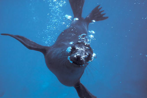 Galapagos sea lion underwater. Zalophus wollebaeki. Swimming and looking at the camera with air bubbles. Punta Espinosa, galapagos Islands National Park, Ecuador.