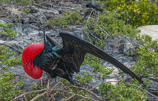 Male Great Frigatebird, Fregata minor, Tower Island,  Genovesa Island, Galapagos Islands National Park, Ecuador. Displaying with red gular sac inflated.