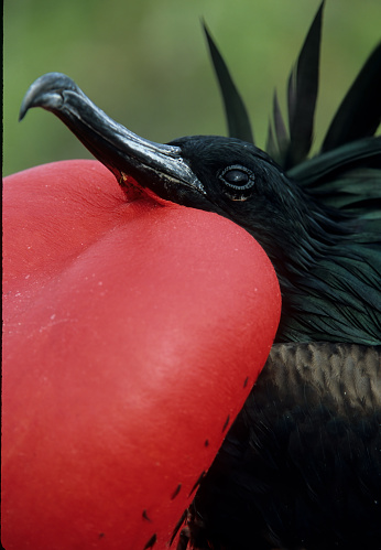 Male Great Frigatebird, Fregata minor, Tower Island,  Genovesa Island, Galapagos Islands National Park, Ecuador. Displaying with red gular sac inflated.